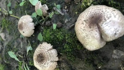 别摘、别买、别吃,可致多器官衰竭