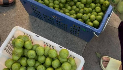 成都街头9.8元/斤的“蜂糖李”其实是青脆李?专家:存在以次充好情况,注意辨认|追踪到底