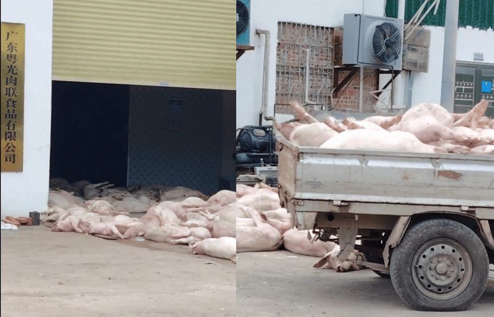 “死猪拉回来加工”,广东一肉联食品公司疑出现大量死猪,当地:已介入调查,暂未流入市场