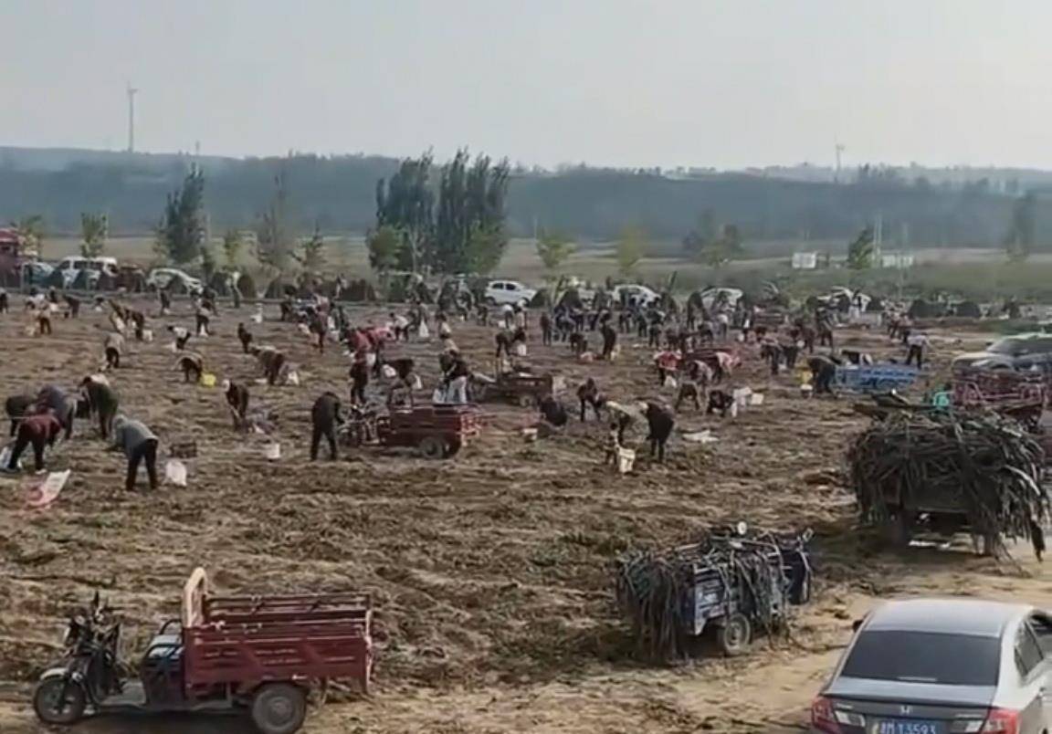 数百人冲进地里捡红薯，田主称是秋收剩下的，网友：免费翻地，利人利己
